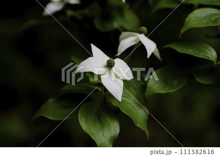 白い山法師の花 111382616