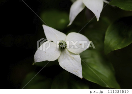 白い山法師の花 111382619