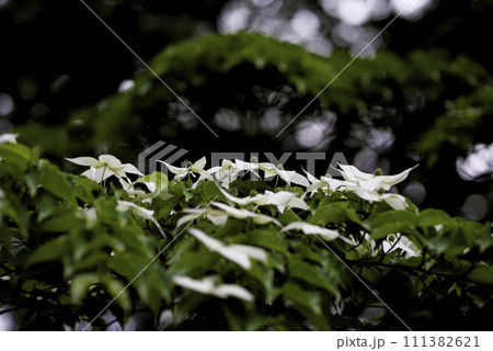 白い山法師の花 白い山法師の花 111382621