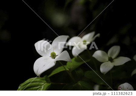 白い山法師の花 111382623