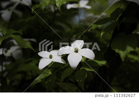 白い山法師の花 111382627