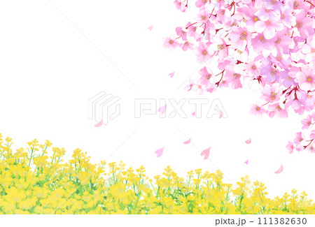 桜と菜の花畑 白背景 透過 桜と菜の花畑 白背景 透過 111382630
