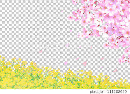 桜と菜の花畑 白背景 透過 桜と菜の花畑 白背景 透過 111382630
