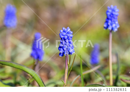 鈴のような花を咲かせるムスカリ 鈴のような花を咲かせるムスカリ 111382631
