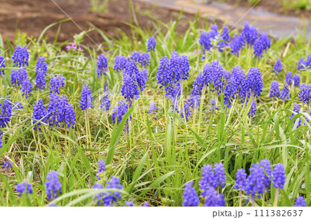 鈴のような花を咲かせるムスカリ 鈴のような花を咲かせるムスカリ 111382637