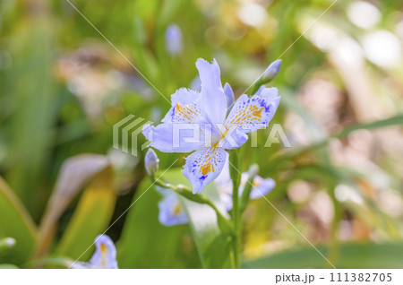 シャガ シャガ 111382705