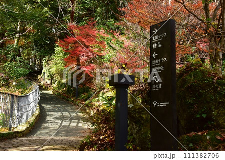 湯河原町　万葉公園湯河原惣湯散策路と色鮮やかな紅葉と道案内 111382706
