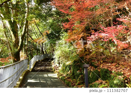 湯河原町　万葉公園湯河原惣湯散策路と色鮮やかな紅葉 111382707