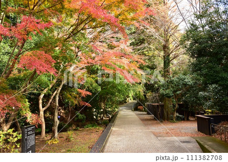 湯河原町 万葉公園湯河原惣湯散策路と色鮮やかな紅葉と独歩の碑 湯河原町 万葉公園湯河原惣湯散策路と色鮮やかな紅葉と独歩の碑 111382708