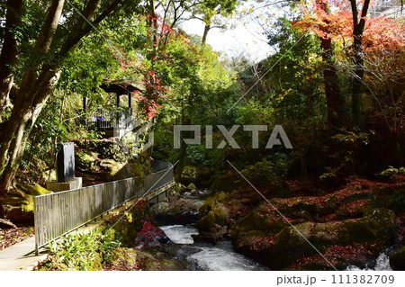 湯河原町　万葉公園湯河原惣湯川の道と紅葉 111382709