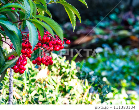 真っ赤に色づいたマンリョウの実 111383334