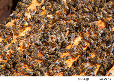 Open hive showing the bees swarming on a honeycomb.. 111383973