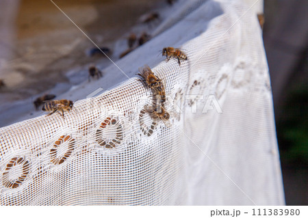 Bees drink water in summer on textile background.. Bees drink water in summer on textile background.. 111383980