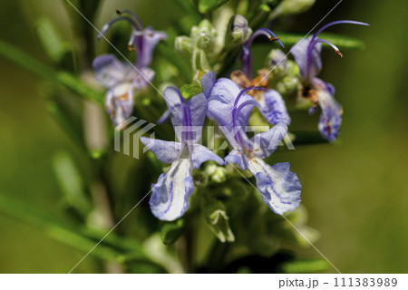 ローズマリー 111383989