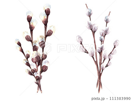 Flowering branches with willow bud - watercolor illustration for Catholic, Orthodox or Lutheran Easter decor, Palm Sunday, spring greeting cards and decor. Hand drawn clipart, isolated on white Flowering branches with willow bud - watercolor illustration for Catholic, Orthodox or Lutheran Easter decor, Palm Sunday, spring greeting cards and decor. Hand drawn clipart, isolated on white 111383990