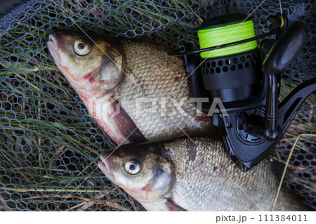 Two big freshwater common bream commonly known as Abramis Brama and fishing rod with reel on black fishing net.. 111384011