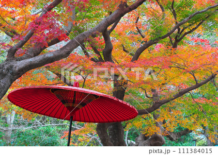 秋の鎌倉宮　紅葉と赤い和傘 111384015
