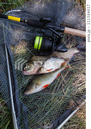 Assort kinds of fish - freshwater common bream, common perch or European perch, white bream or silver bream and fishing rod with reel on black fishing net.. Assort kinds of fish - freshwater common bream, common perch or European perch, white bream or silver bream and fishing rod with reel on black fishing net.. 111384017