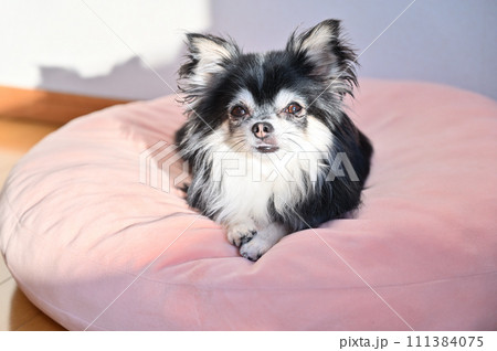 ピンクのクッションで日向ぼっこ中の可愛いチワワ ピンクのクッションで日向ぼっこ中の可愛いチワワ 111384075
