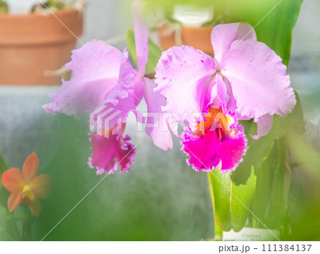 カラフルで美しいランの花 カラフルで美しいランの花 111384137