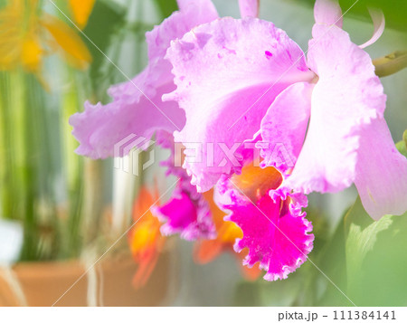 カラフルで美しいランの花 111384141