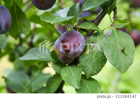 Plum tree branch with ripe juicy fruits on sunset light.. Plum tree branch with ripe juicy fruits on sunset light.. 111384142