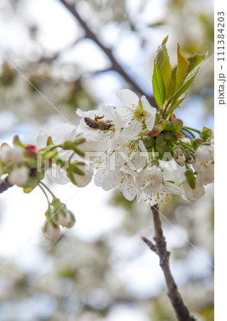 Close up view of working honeybee on white flower of sweet cherry tree. Collecting pollen and nectar to make sweet honey. 111384203