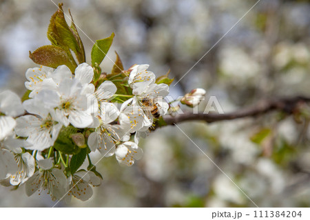 Close up view of working honeybee on white flower of sweet cherry tree. Collecting pollen and nectar to make sweet honey. 111384204