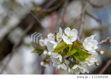 Close up view of working honeybee on white flower of sweet cherry tree. Collecting pollen and nectar to make sweet honey. 111384206
