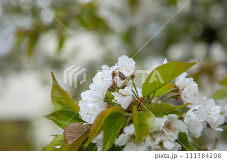 Close up view of working honeybee on white flower of sweet cherry tree. Collecting pollen and nectar to make sweet honey. 111384208