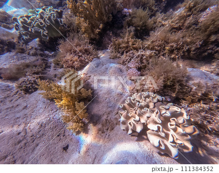 Underwater life of reef with Leather coral (Sarcophyton glaucum) and tropical fish. . Underwater life of reef with Leather coral (Sarcophyton glaucum) and tropical fish. . 111384352