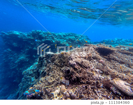 Underwater life of reef with corals and tropical fish. Coral Reef at the Red Sea, Egypt. 111384360