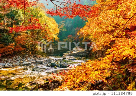 秋の奥津渓谷 秋の奥津渓谷 111384799
