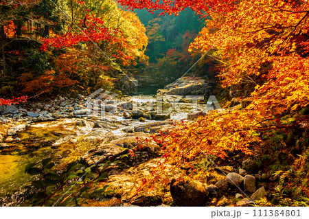 秋の奥津渓谷 111384801