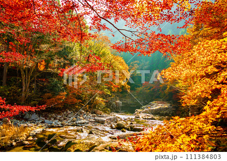秋の奥津渓谷 111384803