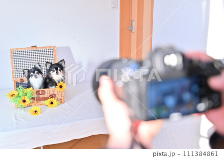 犬を撮影する女性 カメラマン カメラ女子 チワワ 犬を撮影する女性 カメラマン カメラ女子 チワワ 111384861