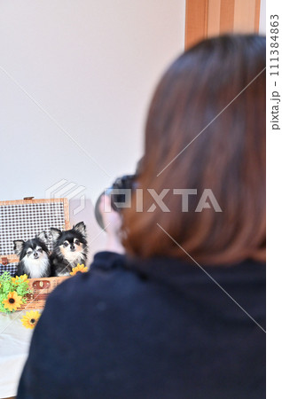 犬を撮影する女性　カメラマン　カメラ女子　チワワ 111384863
