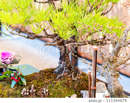 盆栽の魅力　大木を思わせる美しい松の木 111384879