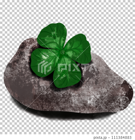 queen clover leaves and rock in nature. queen clover leaves and rock in nature. 111384883