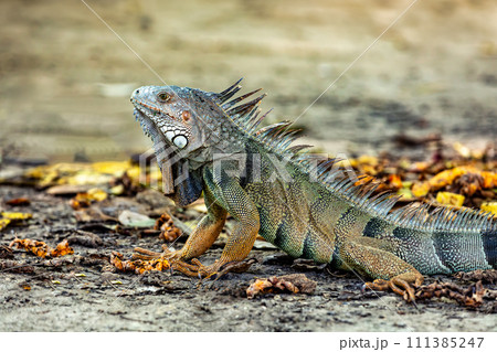Green iguana (Iguana iguana). Centenario Park (Parque Centenario) Cartagena de Indias, Colombia wildlife animal. 111385247