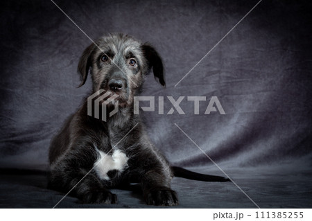 Irish Wolfhound, cute female puppy of largest breeds of dog. Irish Wolfhound, cute female puppy of largest breeds of dog. 111385255