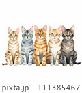 ベンガル並べ⑤ 111385467