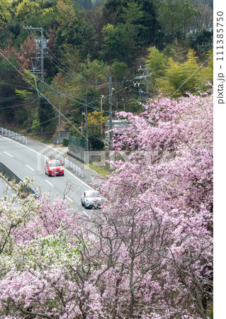 満開の桜の下を通る道路と車両 111385750