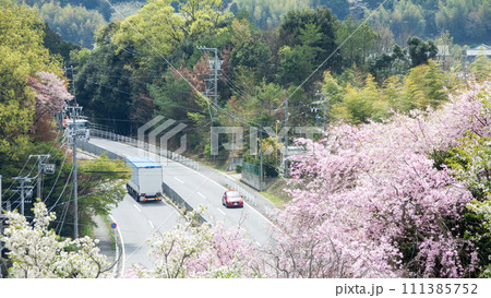 満開の桜の下を通る道路と車両(横長サイズ) 満開の桜の下を通る道路と車両(横長サイズ) 111385752