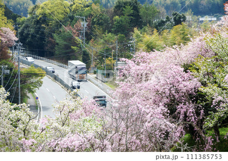 満開の桜の下を通る道路と車両 満開の桜の下を通る道路と車両 111385753