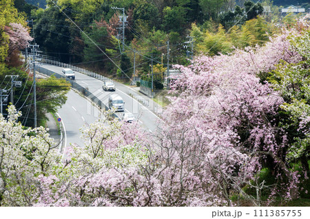 満開の桜の下を通る道路と車 満開の桜の下を通る道路と車 111385755