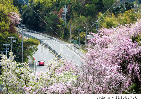 満開の桜の下を通る道路と赤い車 満開の桜の下を通る道路と赤い車 111385756
