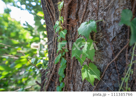 ツタが宿る夏の公園の樹木 ツタが宿る夏の公園の樹木 111385766