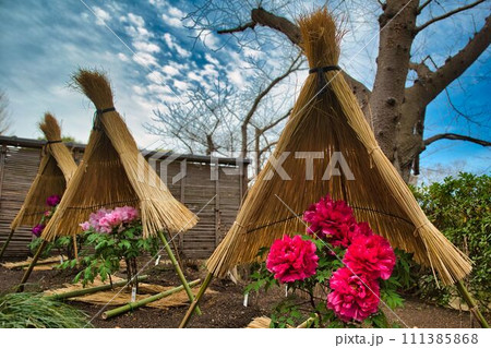 正月に咲くぼたんの花 正月に咲くぼたんの花 111385868