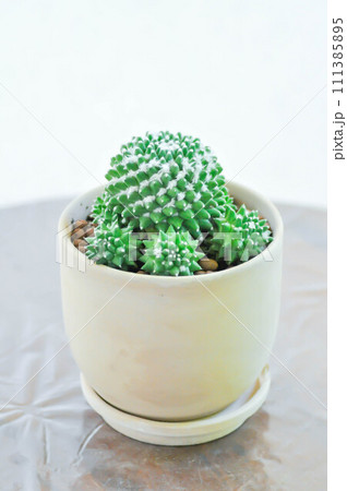 Mammillaria or Mammillaria erusamu f or rebutia minuscula, cactus or succulent Mammillaria or Mammillaria erusamu f or rebutia minuscula, cactus or succulent 111385895